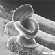 Illustration for article titled Nanometer-Wide PicoToilet, Plus a Gallery of Micrographs